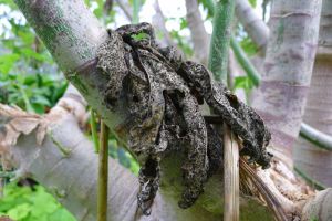 black spot disease (Asperisporium caricae) on foliage