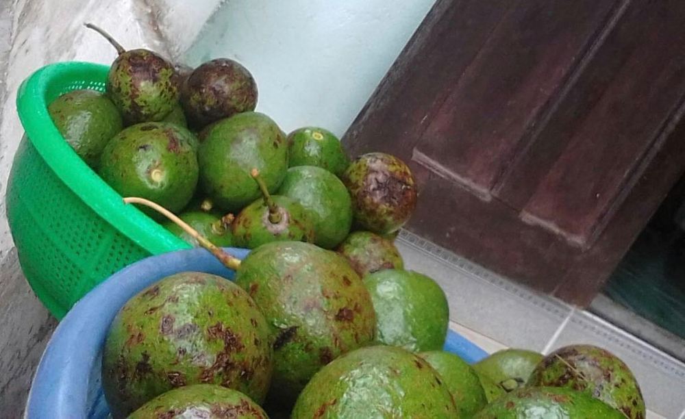 Avocado infected by anthracnose disease/ Bơ bị bệnh thuyên giảm