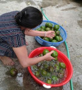 Washing water can spread anthracnose disease/ Xử lý nước có thể lây lan bệnh bệnh thắt cổ