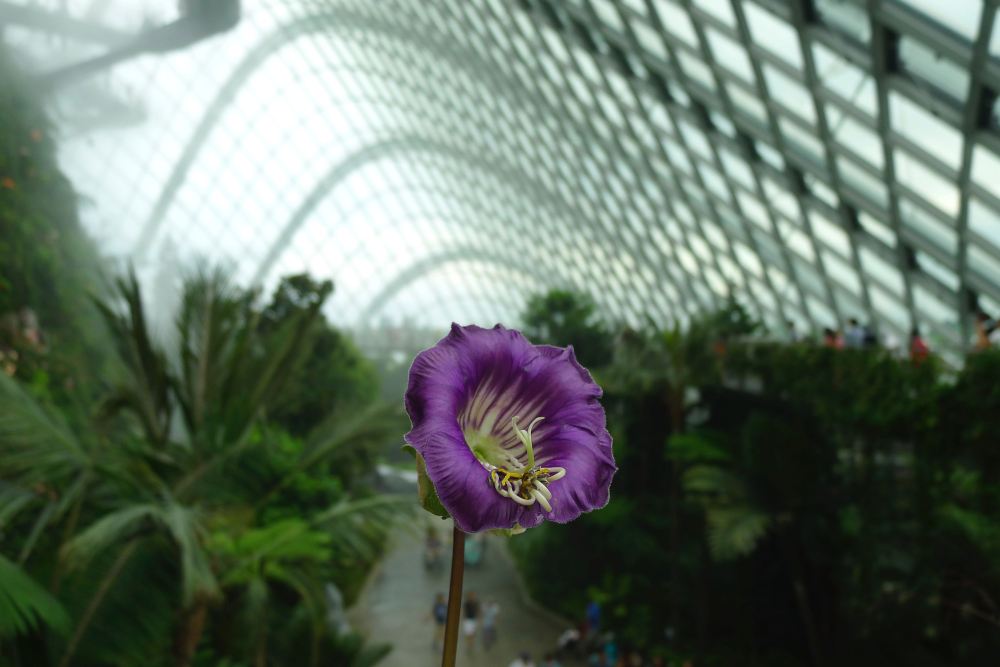 Cup and saucer vine, Gardens by the Bay
