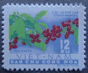 Coffea arabica, North Vietnam, 1962.