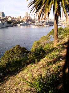 Revegetation of Woolloomooloo Bay in the Yurong Precinct, Sydney, included planting native weeping meadow grass, Microlaena stipoides.