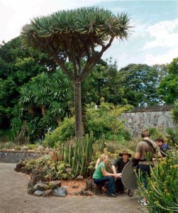 Filming with Cable TV in the Succulent Garden, Sydney, 1999.