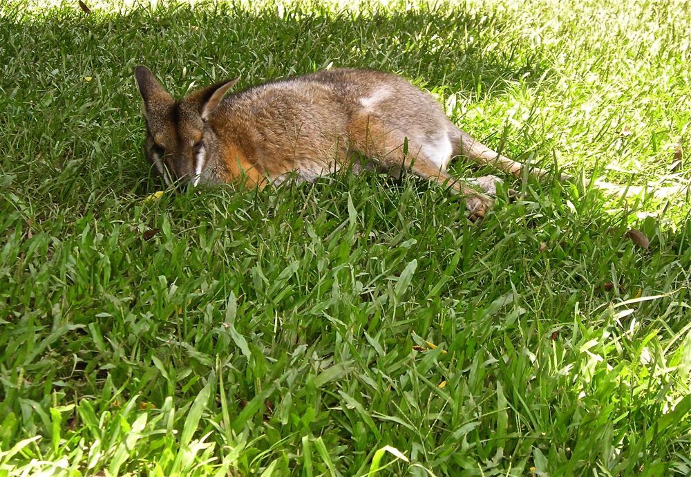 Rock Wallaby and cropped turf