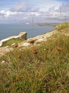 Natural chalk grassland with sea carrots (Daucus carota subsp. gummifer), St Aldhem's Head, England.