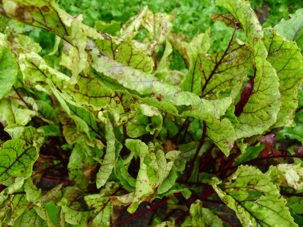 Beetroot is a good indicator of zinc deficiency or toxicity in soils with extreme pH problems. This illustrates zinc deficiency.