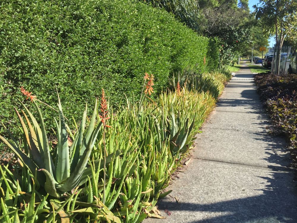 Aloe vera border at Bellis