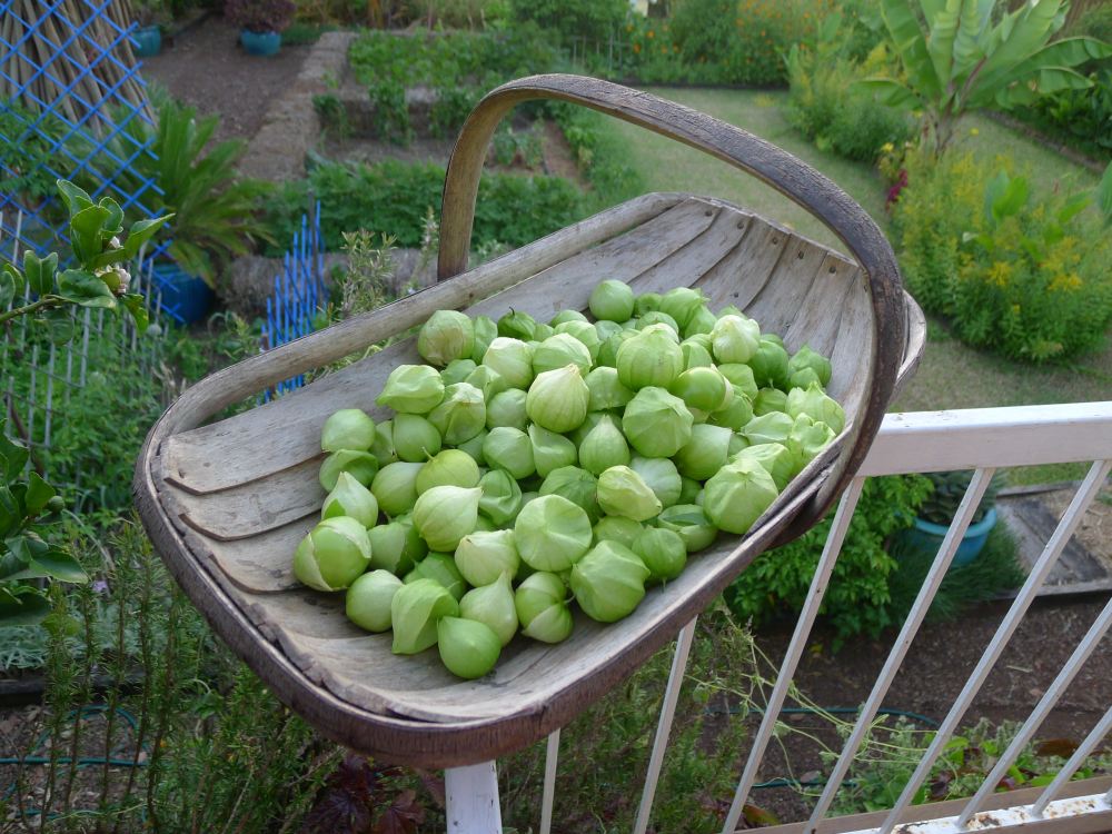 Tomatillo fruit, Physalis philadelphica, syn. P. ixiocarpa