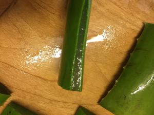 Aloe vera leaf - sides removed