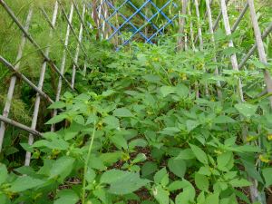 Ideal support for tomatillo
