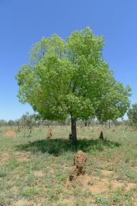 Broad-leaved Bottle tree, Brachychiton australis, near Aramac.