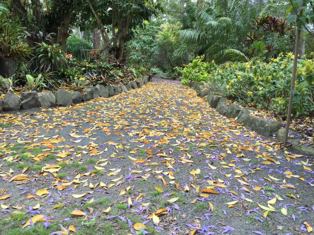 Fallen leaves of fiddle-wood, Citharexylum montividense, near Mt Crosby.