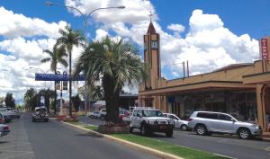 Jelly palm, Butia capitata, Goondiwindi.