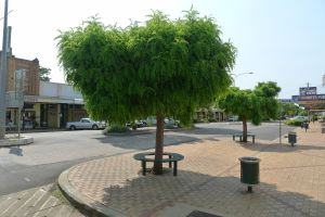 Robinia pseudoacacia 'Inermis', Bingara.
