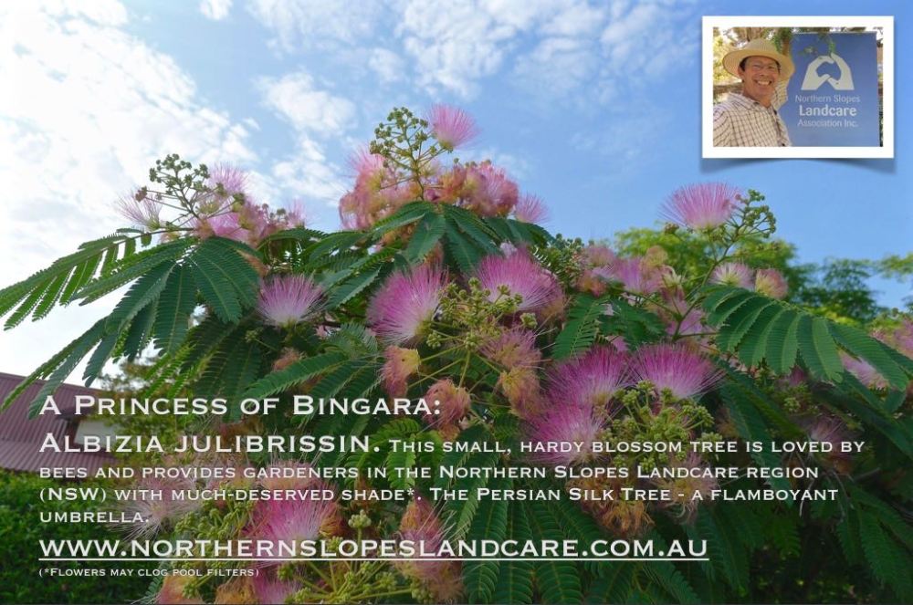 Persian Silk tree, Albizia julibrissin, Bingara.