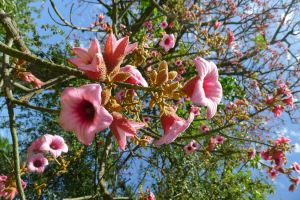 Queensland Lacebark, Brachychiton discolor.