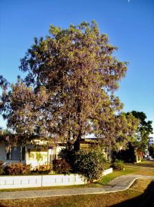 Tree wistaria, Bolusanthus speciosus, Monto.