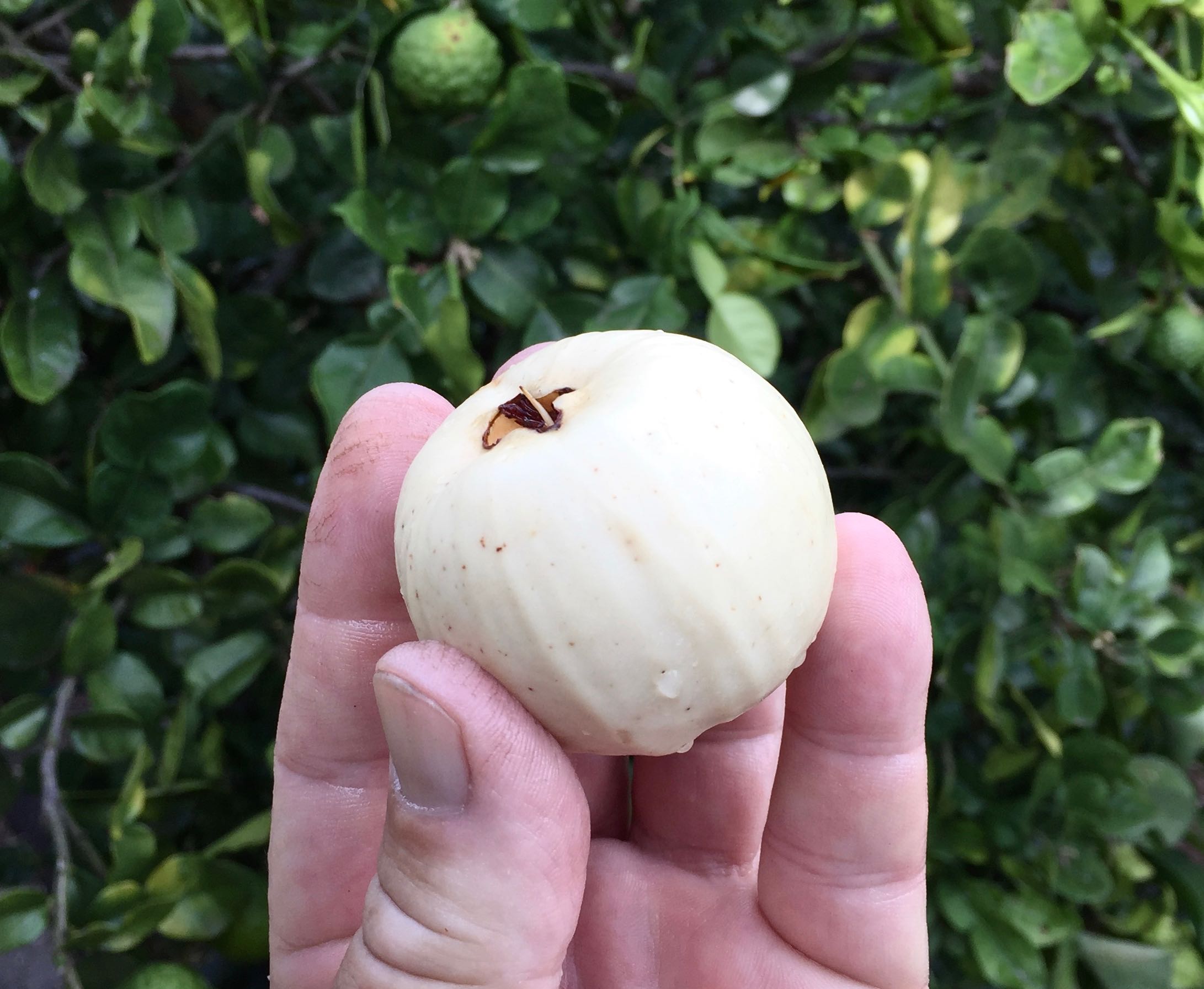 Lilly Pilly Jelly: Use Syzygium Fruit For A Taste Of Autumn – Jerry ...