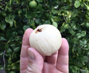 Coolamon (Syzygium moorei) fruit