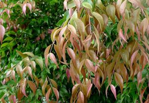 Grow Syzygium luehmannii, for a productive, blemish-free hedge.