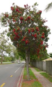 Syzygium luehmannii, during the Millennium drought