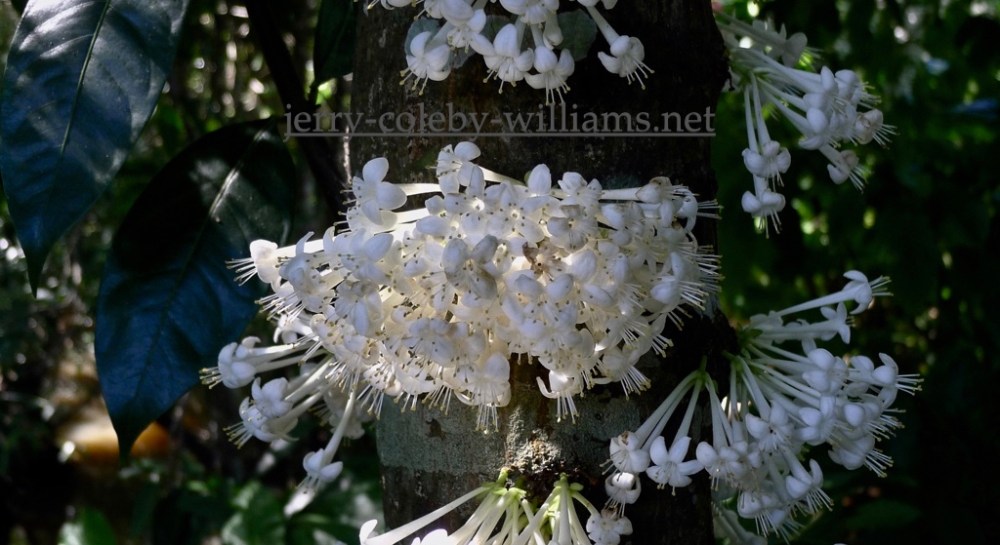 Phaleria clerodendron, scented daphne.