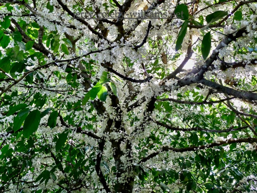 Phaleria clerodendron, scented daphne.