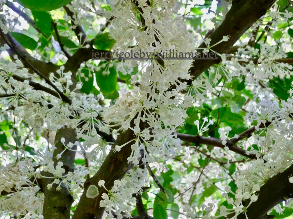 Phaleria clerodendron, scented daphne.