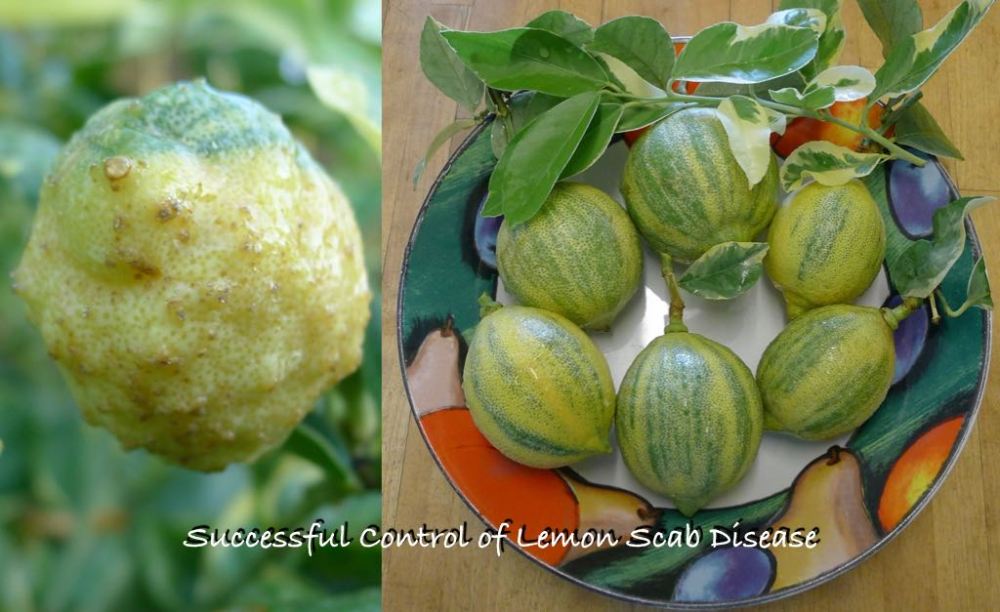 Lemon Scab Disease control