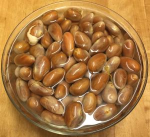 jackfruit Artocarpus seed