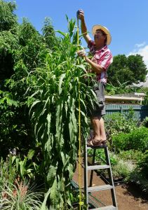 Lactuca sativa var. augustana 