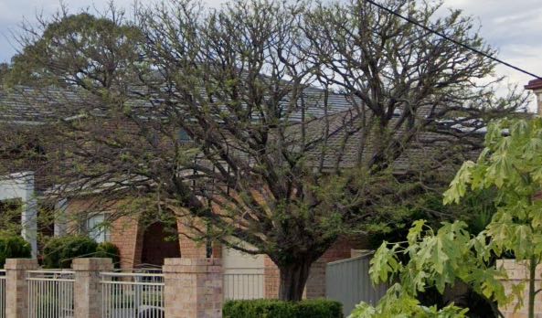 Robinia pseudoacacia