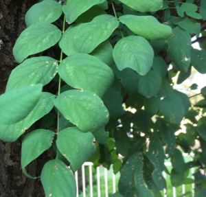 Robinia pseudoacacia