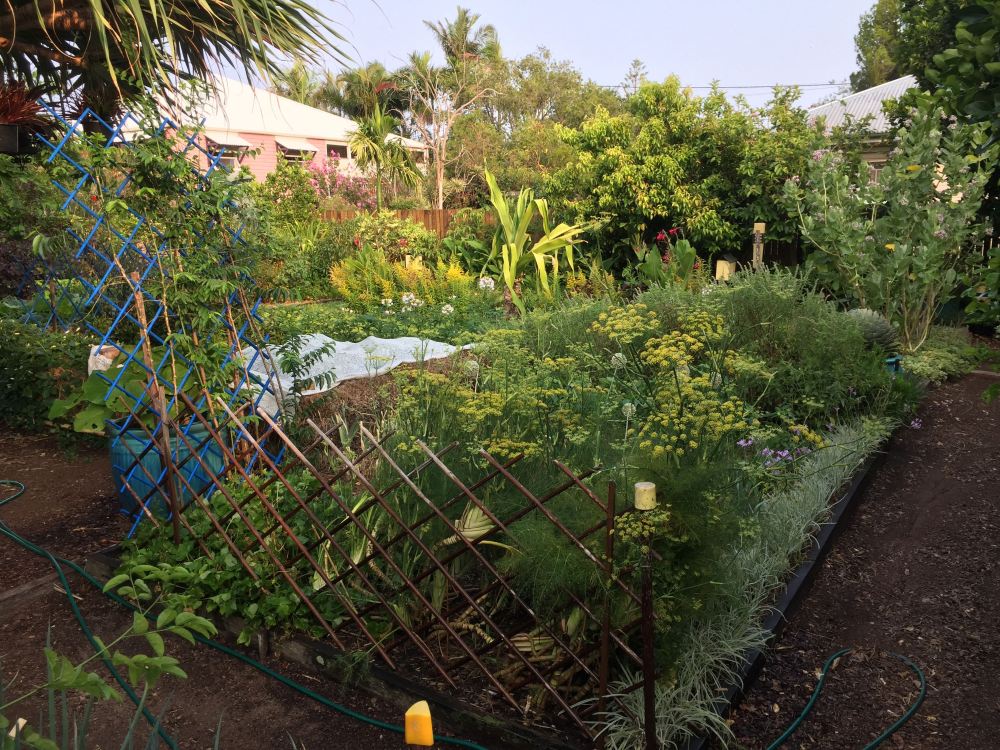 subtropical food garden in drought Bellis