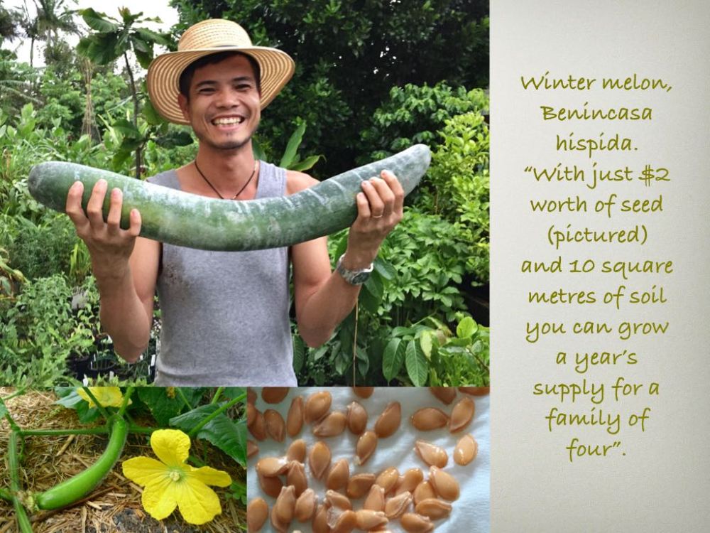 Winter melon, Benincasa hispida.