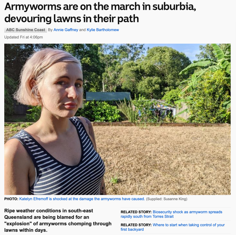 Armyworm, Spodoptera