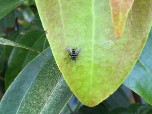 Australian Leafroller Tachinid, Trigonospila brevifacies 