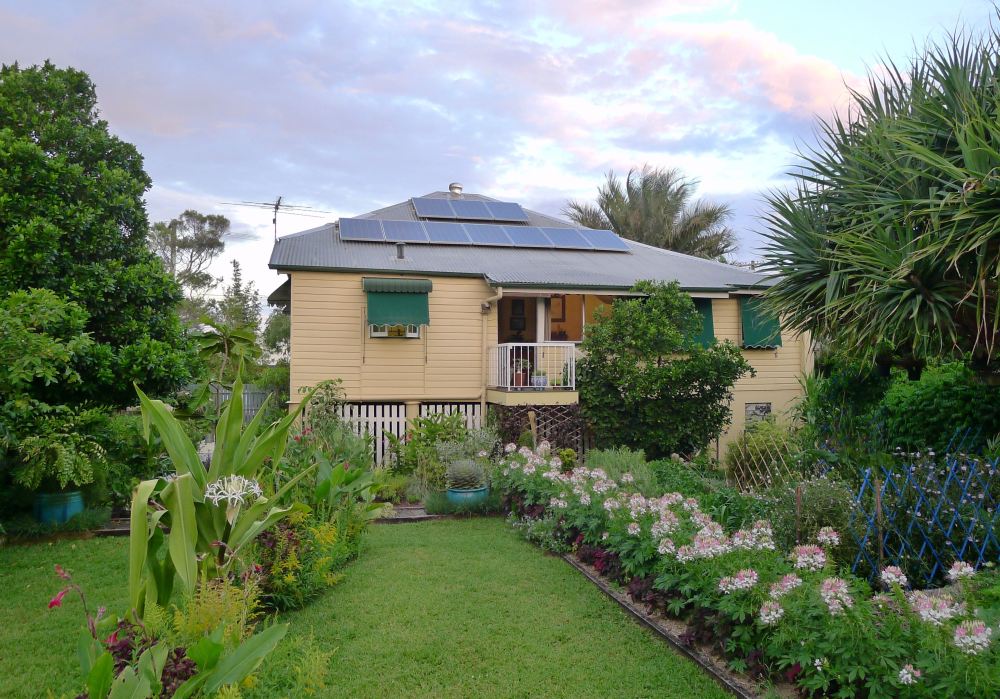 Bellis subtropical summer