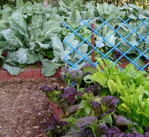 Winter cabbage, mustard and mangelwurzel