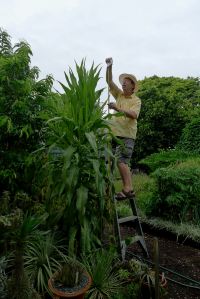 Celtuce, Lactuca sativa var. augustana