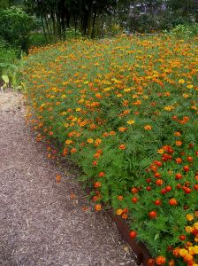French marigolds Tagetes patula