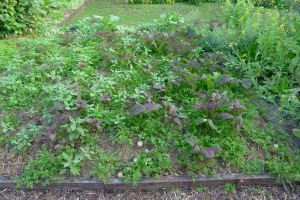 Late winter volunteers vegetables and mushrooms