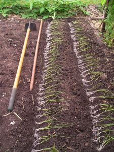 leek seedlings Allium ampeloprasum var porrum 'Musselburgh'