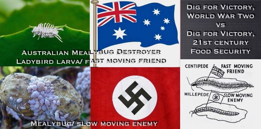 Mealybug/ Mealybug ladybird/ dig for victory