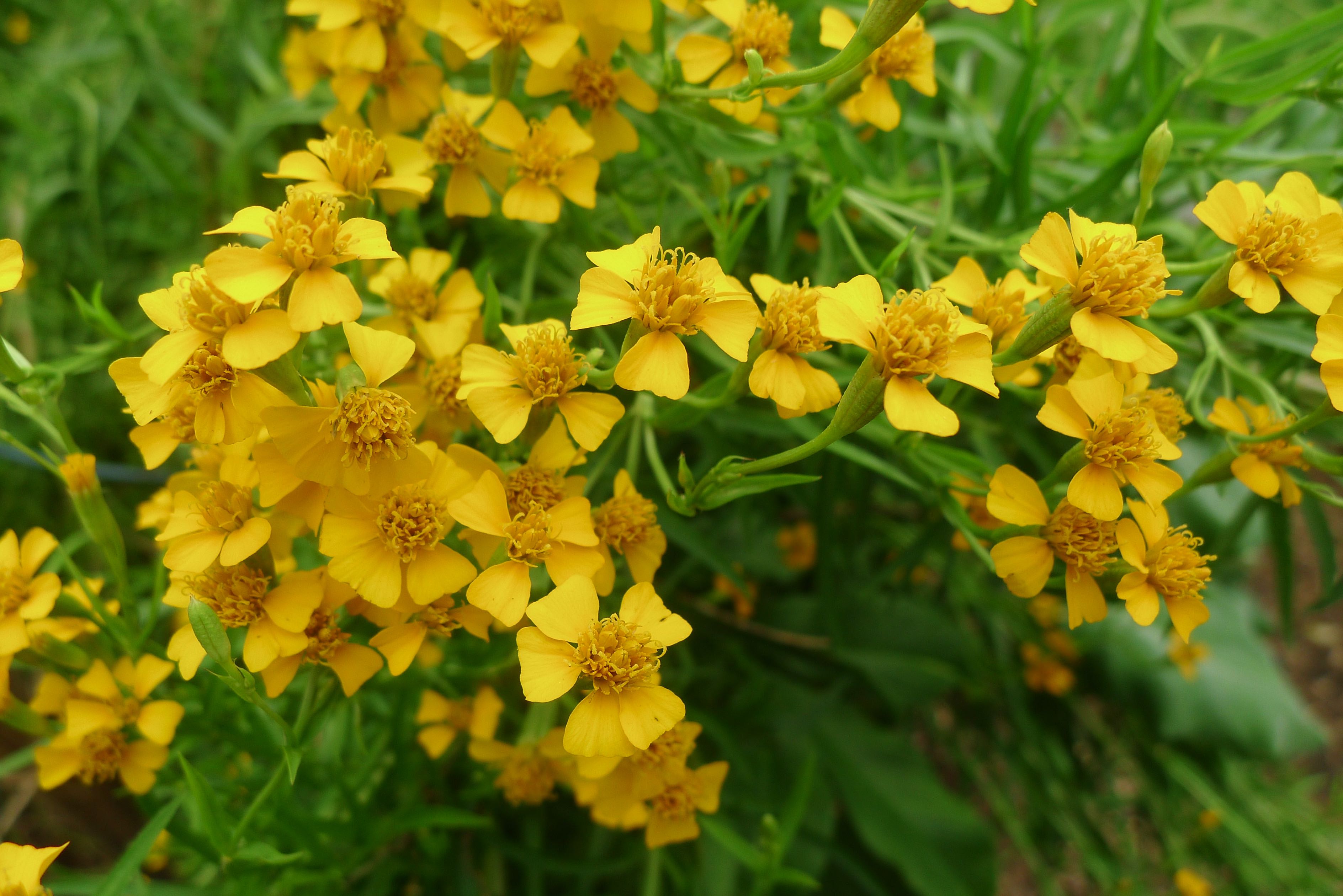 Mexican Tarragon, Tagetes lucida