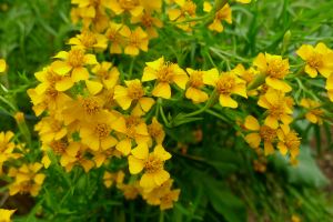 Mexican Tarragon, Tagetes lucida