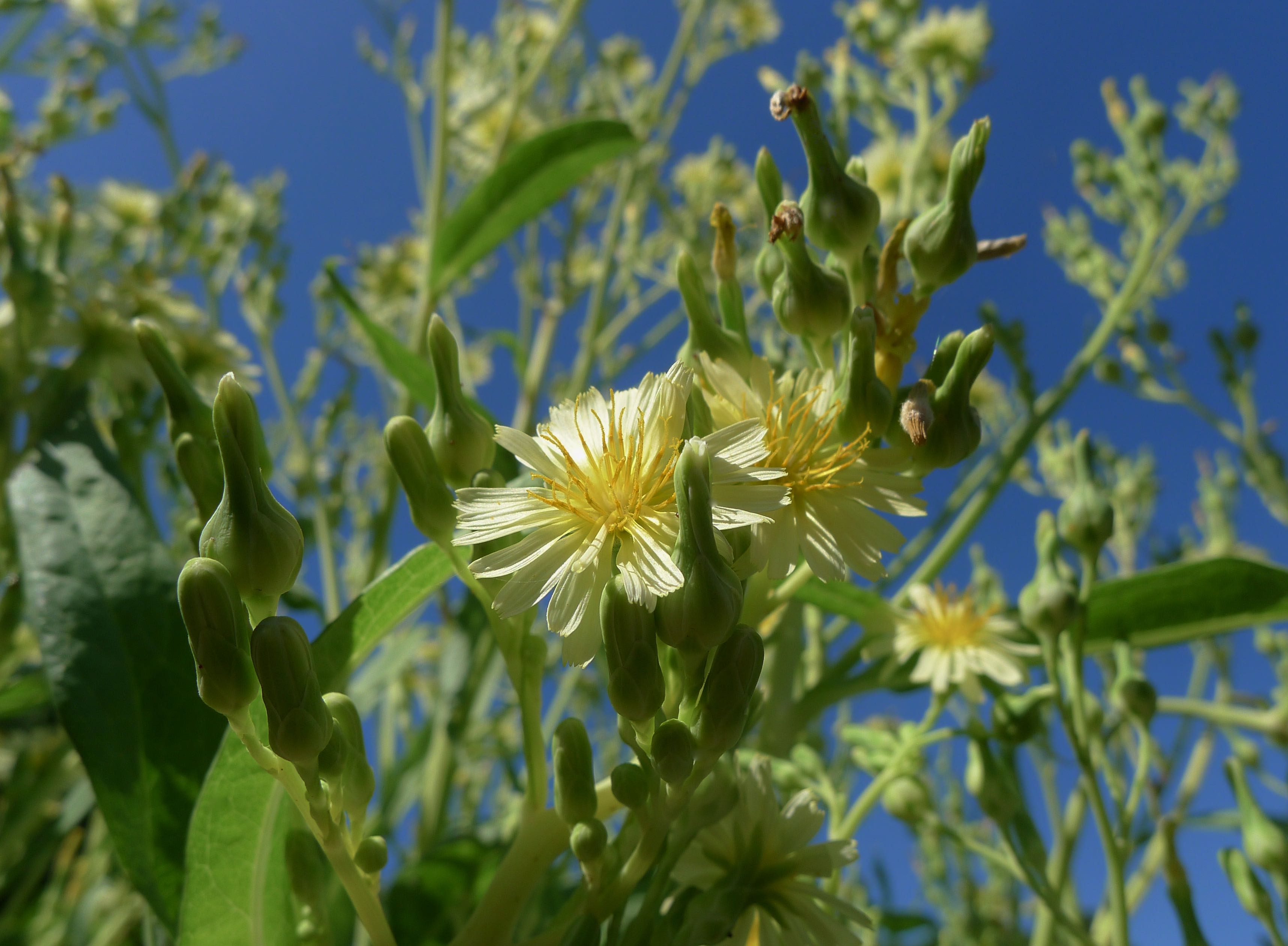 celtuce, Lactuca sativa var. augustana