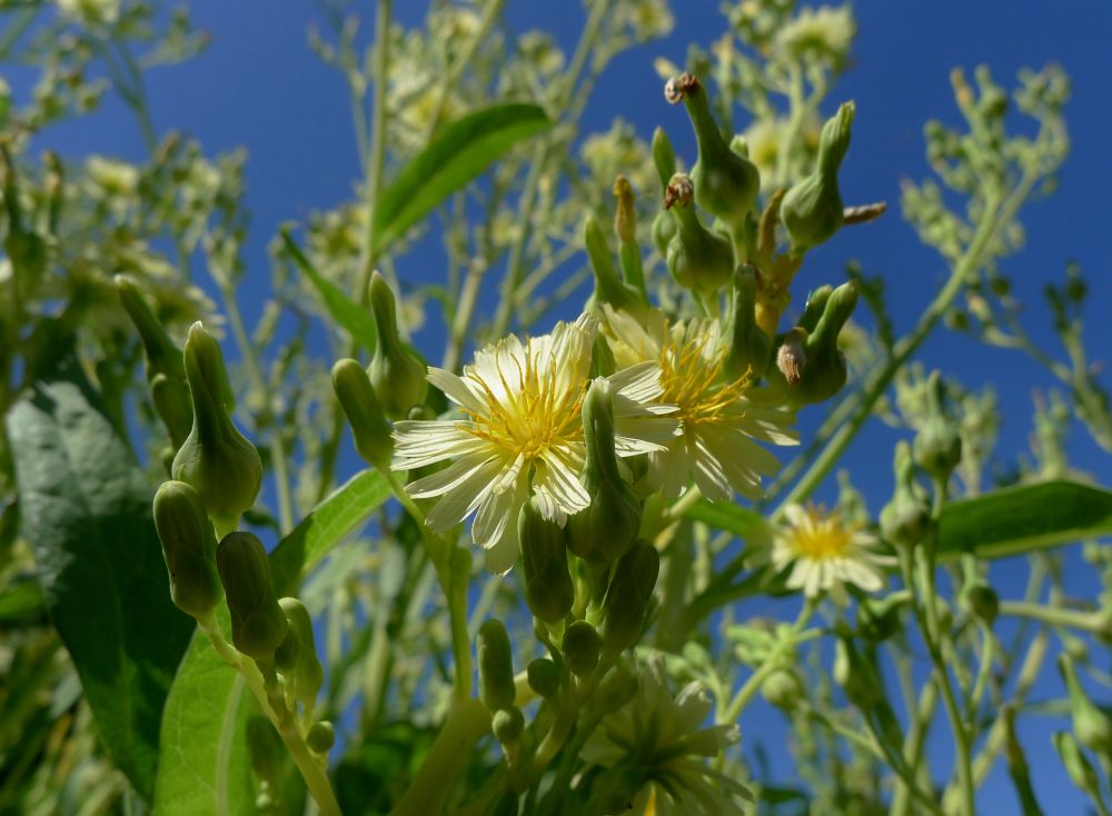 celtuce, Lactuca sativa var. augustana