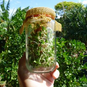 Radish Raphanus sativus sprouts - 1