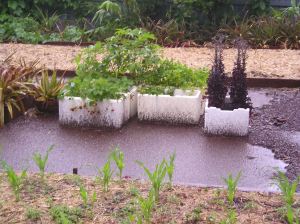 sustainable garden harvests flooding rain/ strawberry Red Gauntlet - 03
